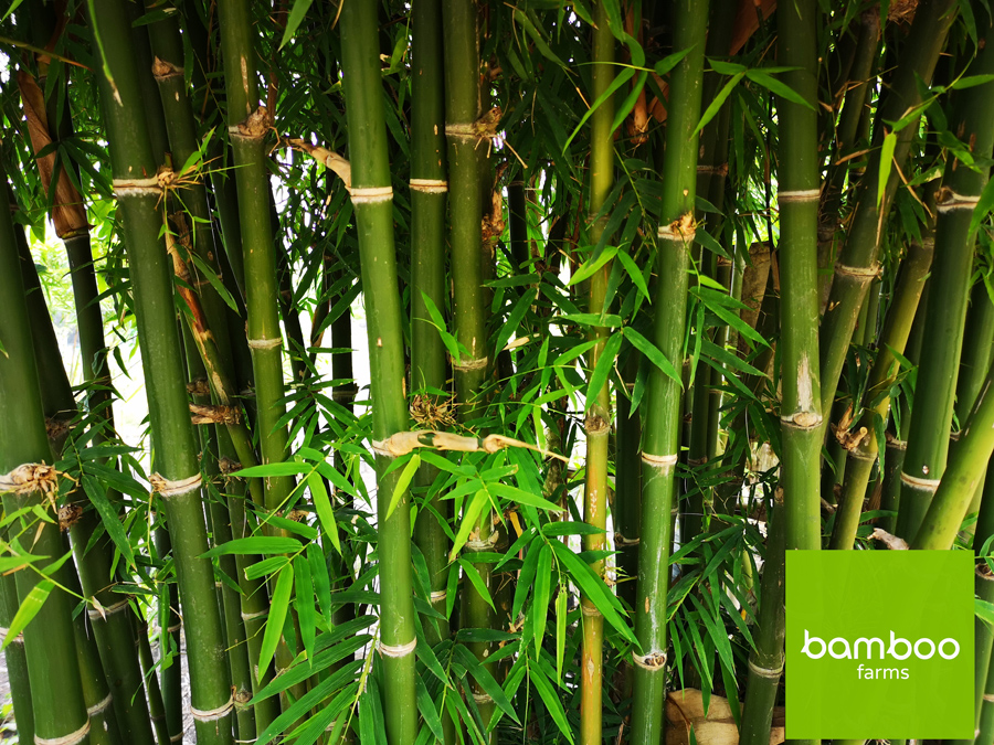 ไผ่ bamboo farm