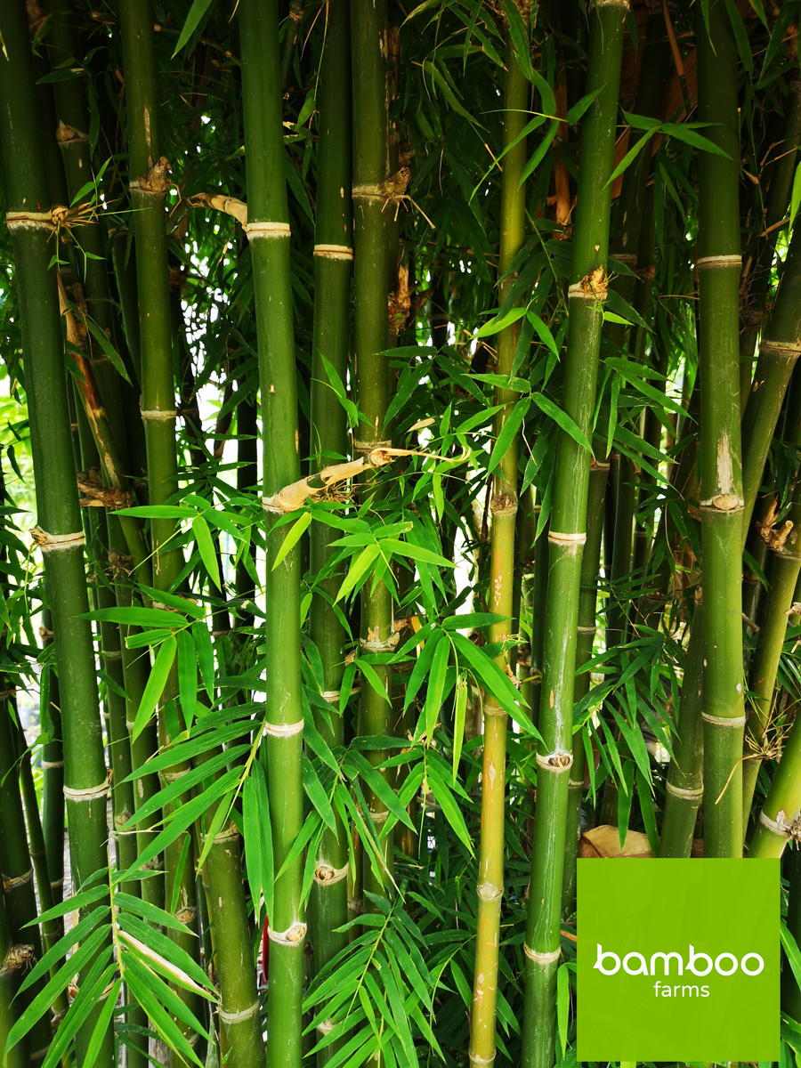 ไผ่ bamboo