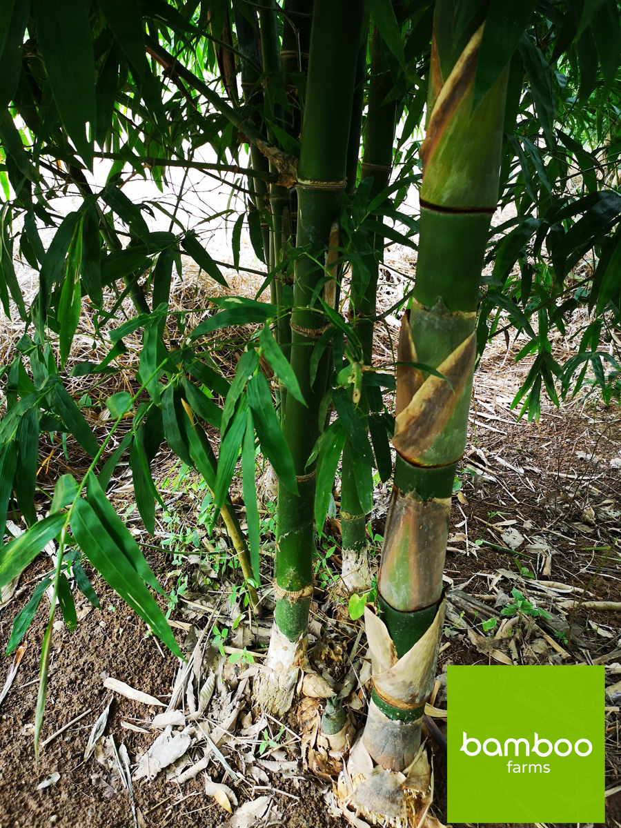 ไผ่ bamboo