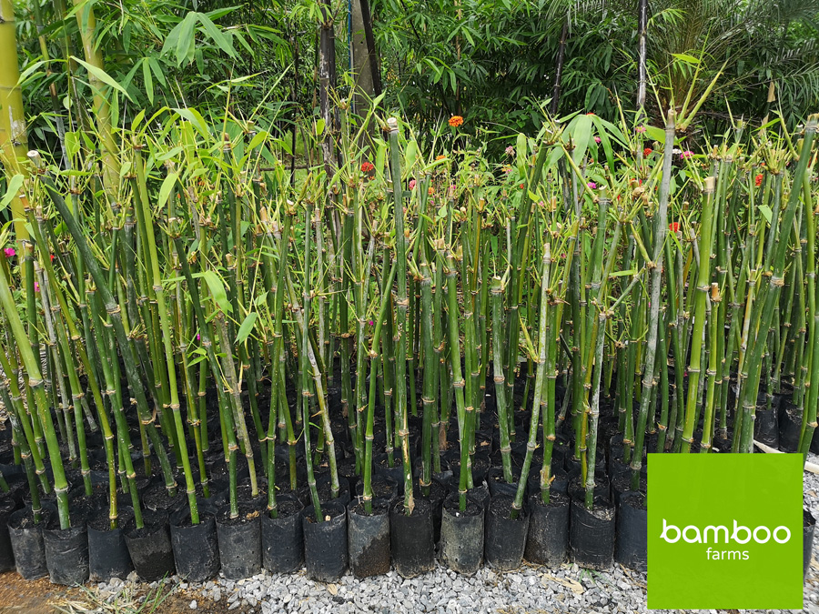ไผ่ bamboo