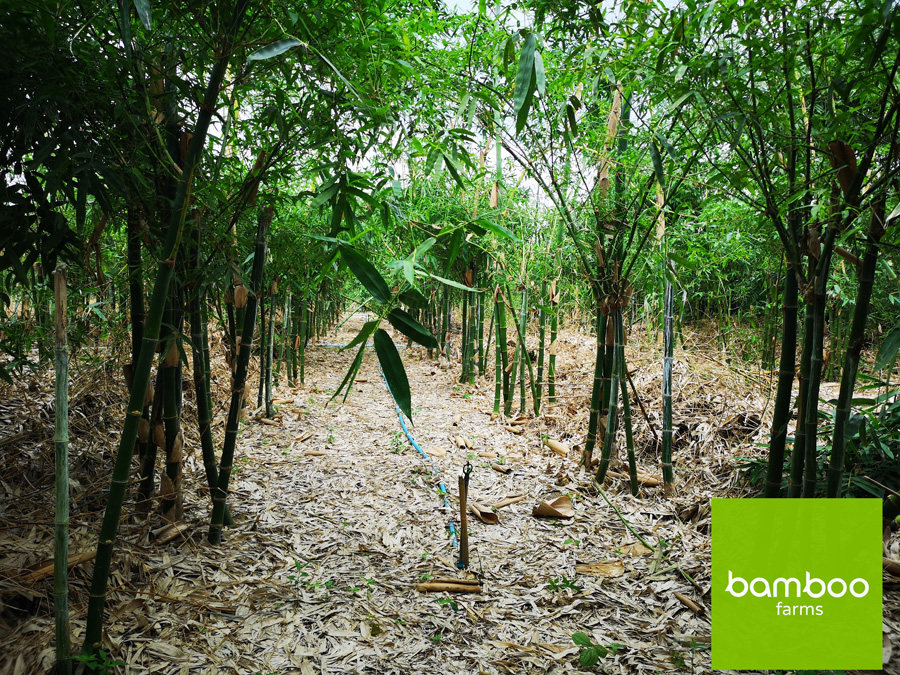 ไผ่ bamboo
