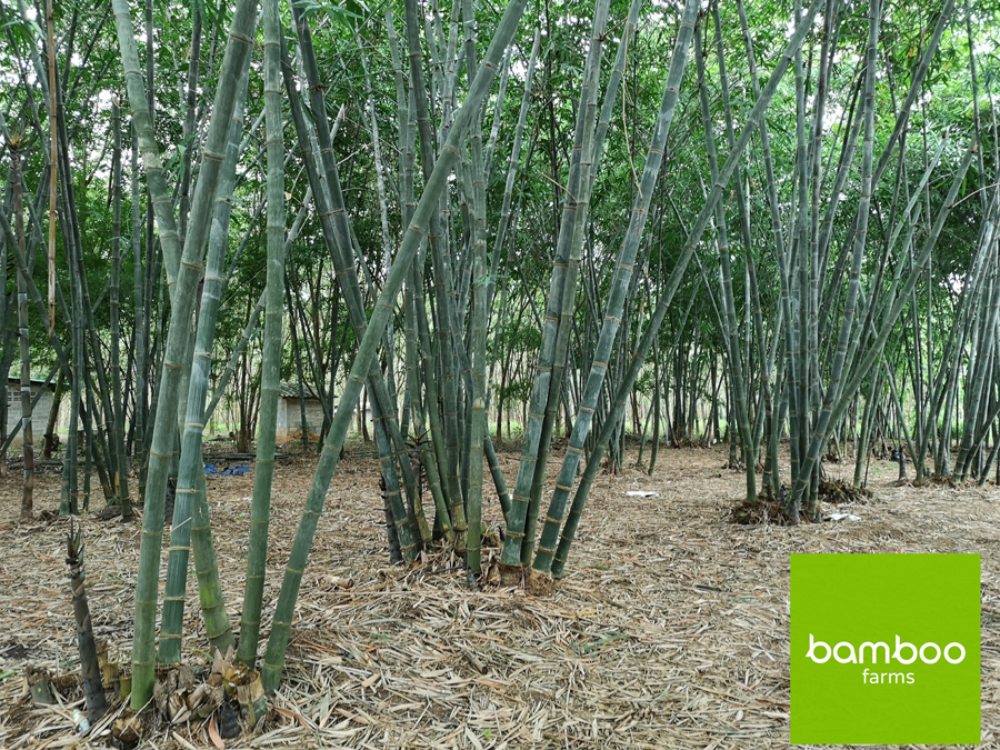 ไผ่ bamboo