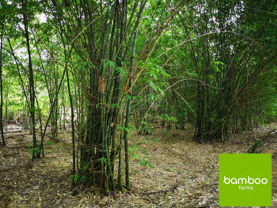 ไผ่ bamboo