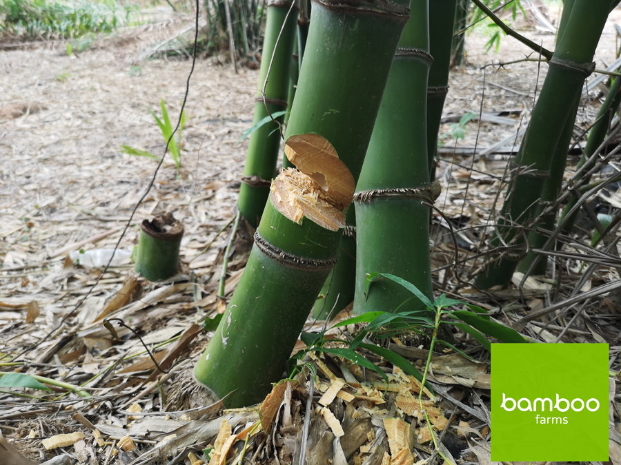 ไผ่สายพันธุ์ BF Bamboo