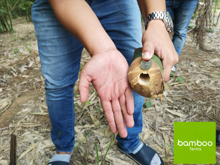 ไผ่สายพันธุ์ BF Bamboo