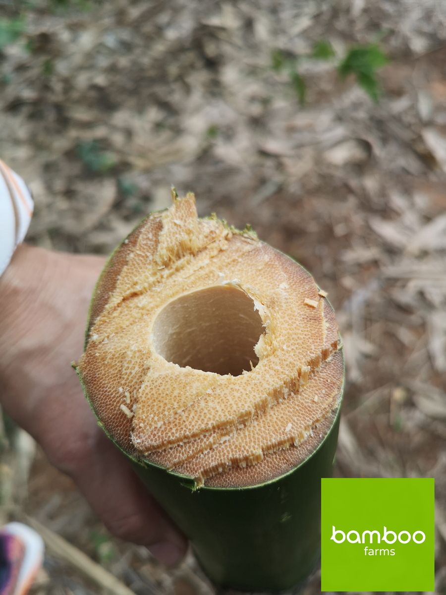 ไผ่สายพันธุ์ BF Bamboo