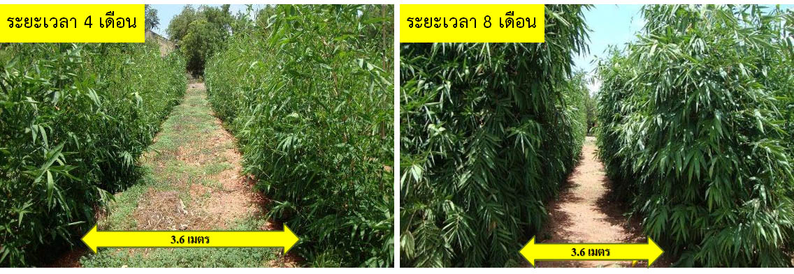 เปรียบเทียบระยะเวลาในการปลูกไผ่