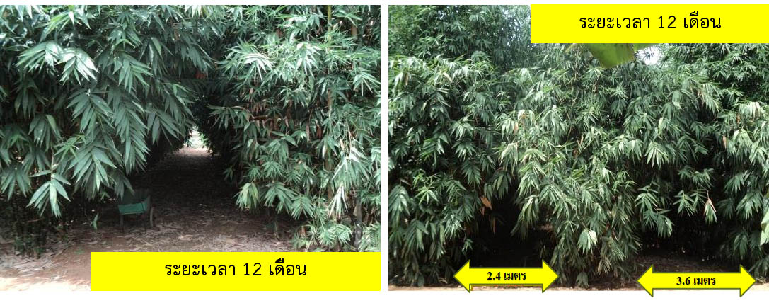 เปรียบเทียบระยะเวลาในการปลูกไผ่