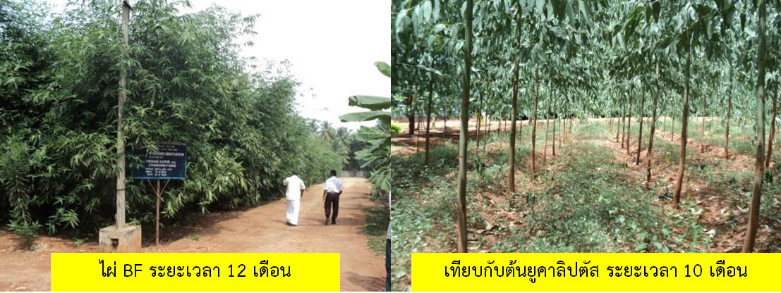เปรียบเทียบระยะเวลาในการปลูกไผ่