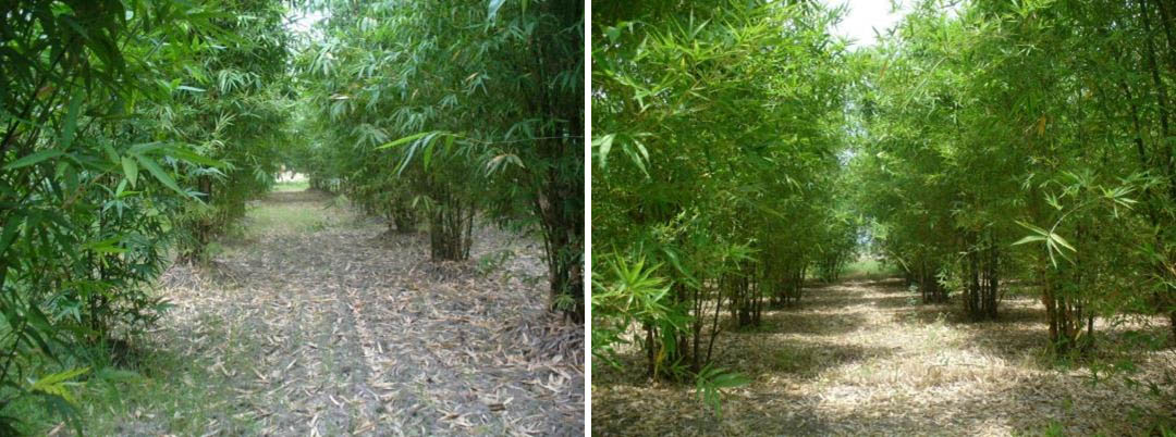 เปรียบเทียบระยะเวลาในการปลูกไผ่