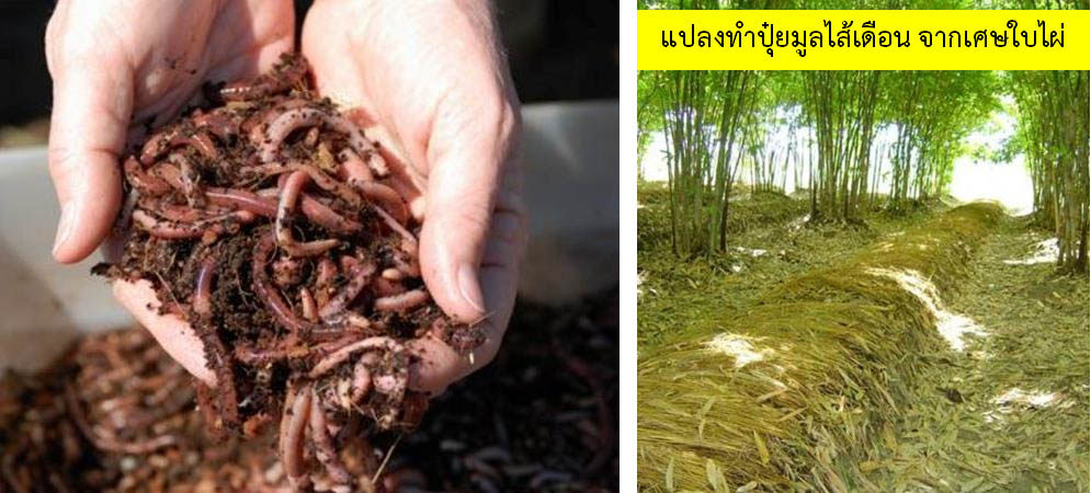 เปรียบเทียบระยะเวลาในการปลูกไผ่