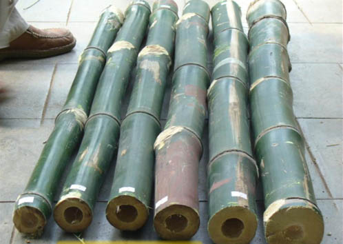 ไผ่สายพันธุ์ BF Bamboo