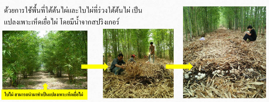 แนวทางป้องกันไฟ