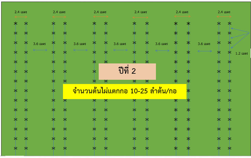 ผลผลิตจากไผ่