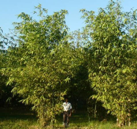 การปลูกไผ่สายพันธุ์ BF