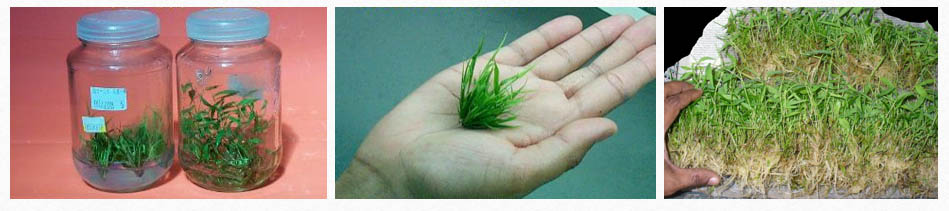 การเพาะขยายพันธุ์เนื้อเยื่อ BF Bamboo (TISSUE CULTURE)