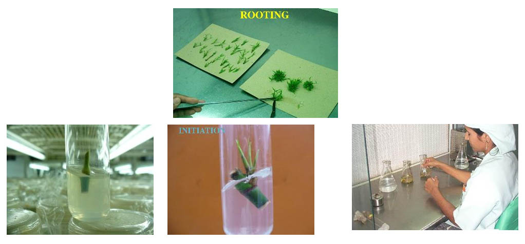 การเพาะขยายพันธุ์เนื้อเยื่อ BF Bamboo (TISSUE CULTURE)